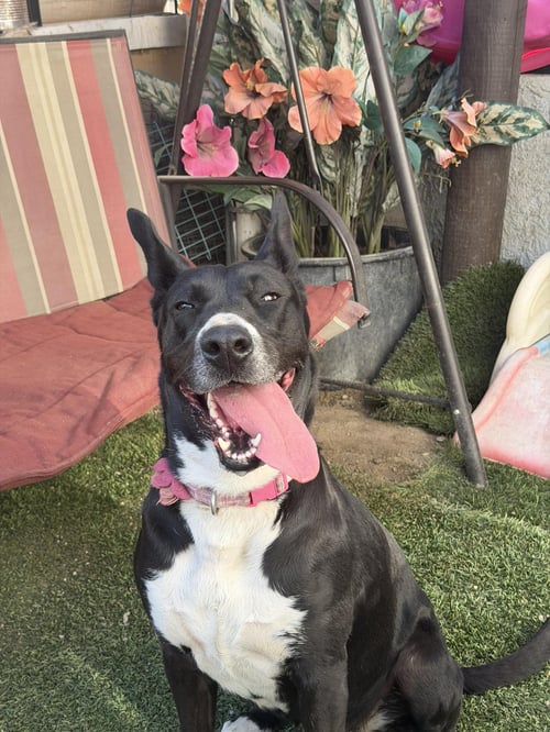 ROSITA - Australian Kelpie / Terrier available for adoption