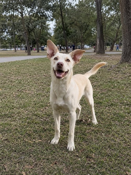 LINDA D - Australian Kelpie / Carolina Dog available for adoption