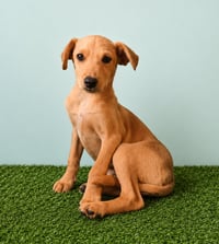Teddy A - Photo 6