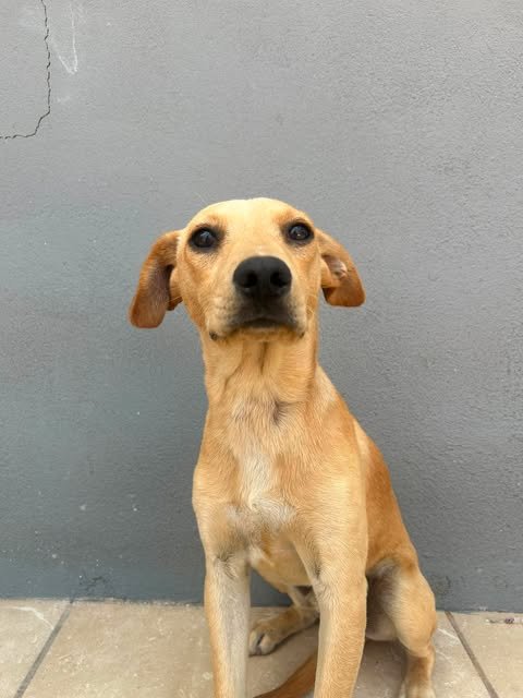 TEDDY A - Feist / Terrier available for adoption