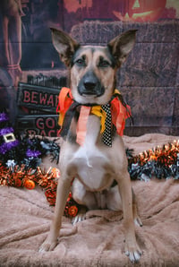 Evie - Photo 12