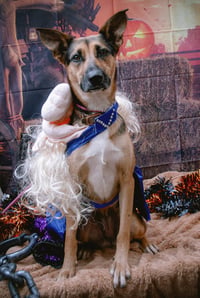 Evie - Photo 14