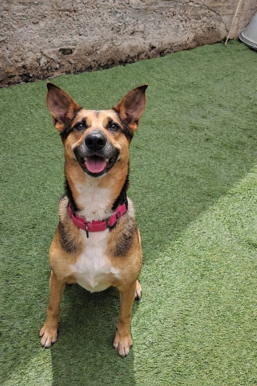 EVIE - German Shepherd Dog available for adoption