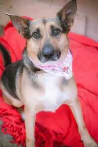 Evie - Photo 11
