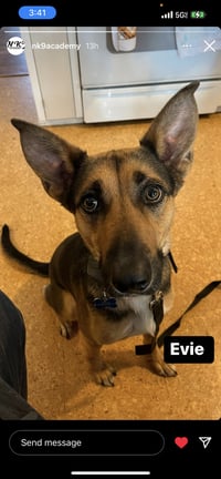 Evie - Photo 18