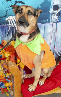 Evie - Photo 9