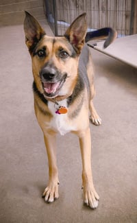 Evie - Photo 2