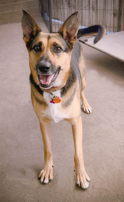 EVIE - German Shepherd Dog available for adoption