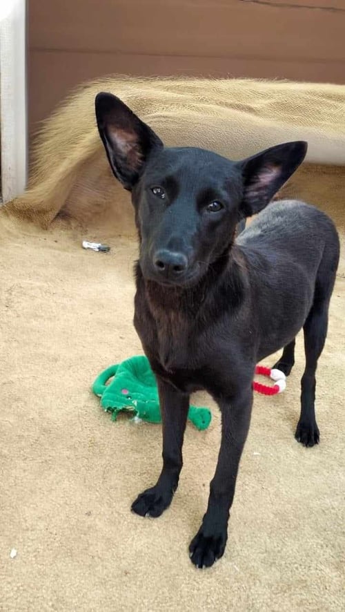 DELI - Australian Kelpie / Shepherd available for adoption