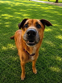 Cooper - Photo 3
