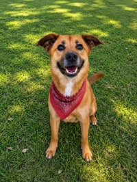 Cooper - Photo 2
