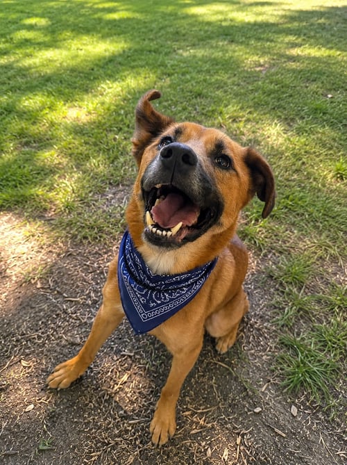 COOPER - Black Mouth Cur / Carolina Dog available for adoption