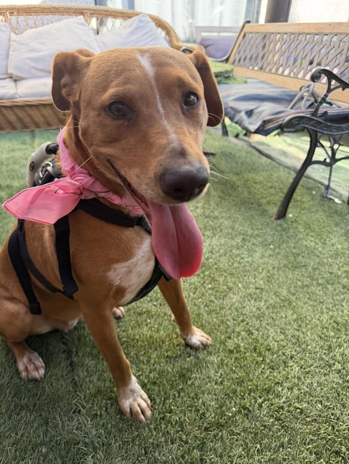 XENA - American Foxhound / Terrier available for adoption
