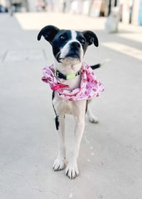 Oreo T - Photo 1