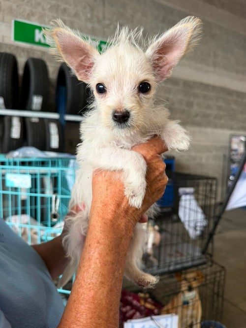 CHASE - Poodle (Miniature) / Terrier available for adoption