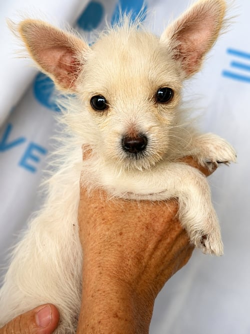 CHASE - Poodle (Miniature) / Terrier available for adoption