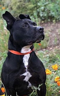 Billy - Photo 1