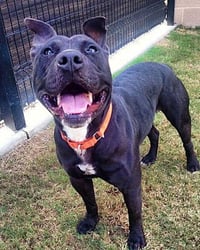 Billy - Photo 3