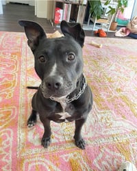 Billy - Photo 4