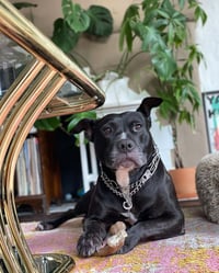 Billy - Photo 7