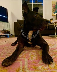 Billy - Photo 8