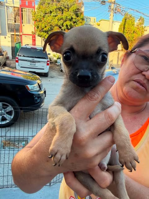 BISCUIT N - Pug / Chihuahua available for adoption