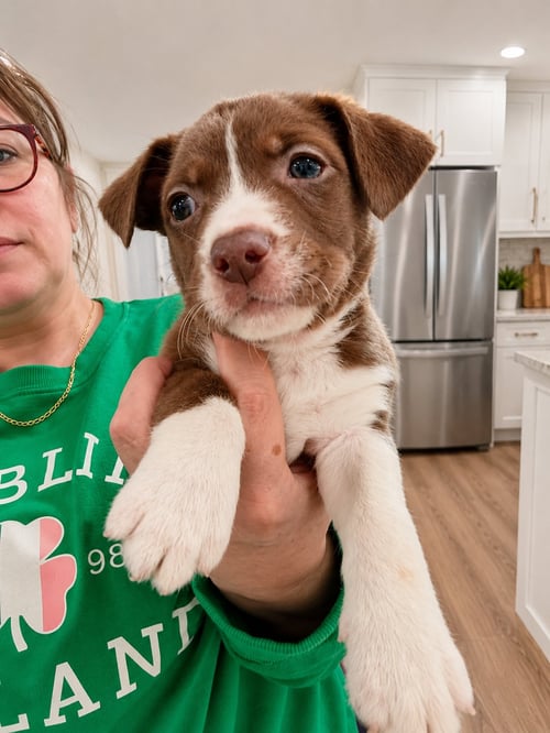 MIRIAM D - Terrier available for adoption