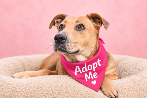 PENNY SHEP - American Staffordshire Terrier / American Pit Bull Terrier available for adoption