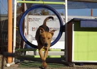 Penny Shep - Photo 4