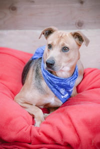 Penny Shep - Photo 2
