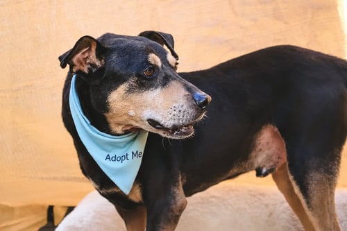 ZORRITO - Manchester Terrier / Rottweiler available for adoption