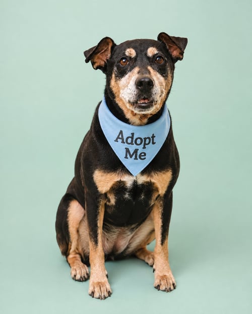 ZORRITO - Manchester Terrier / Rottweiler available for adoption