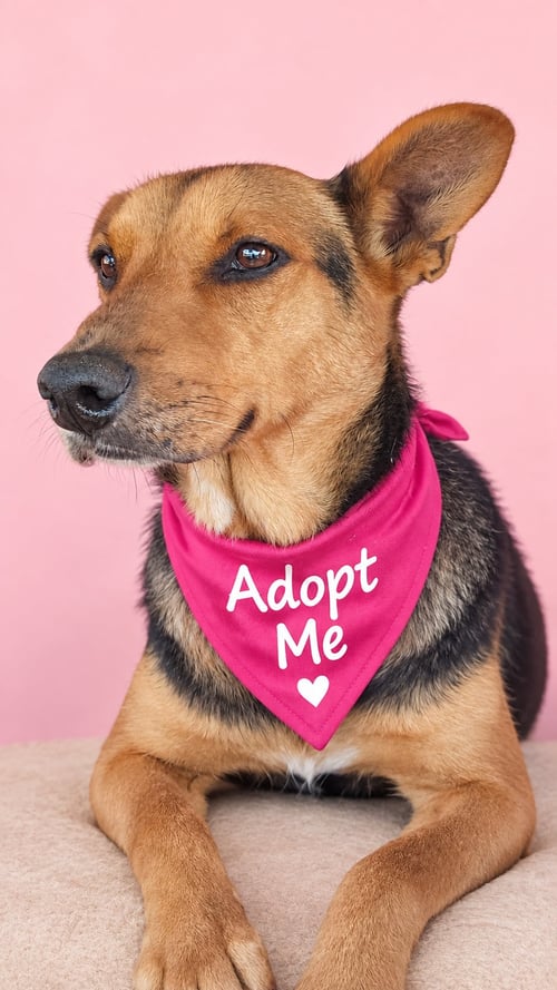 EMMA JEAN - American Foxhound / Shepherd available for adoption
