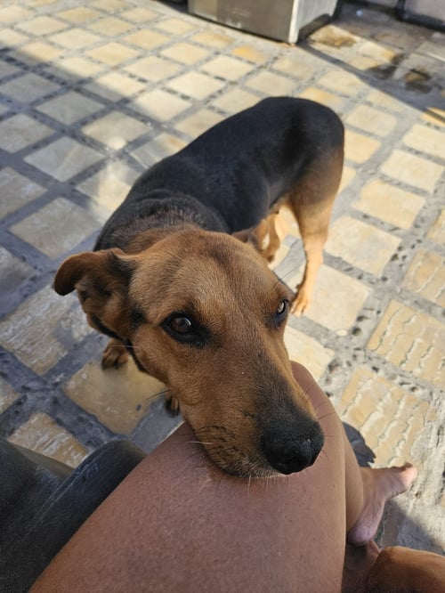 EMMA JEAN - American Foxhound / Shepherd available for adoption