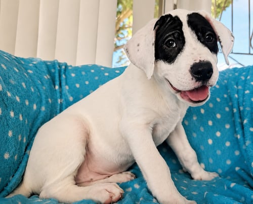 BADGER - Dogo Argentino / Great Pyrenees available for adoption