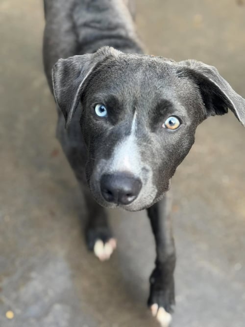 FAUCET - American Staffordshire Terrier / American Pit Bull Terrier available for adoption