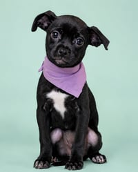 Lentil S - Photo 1