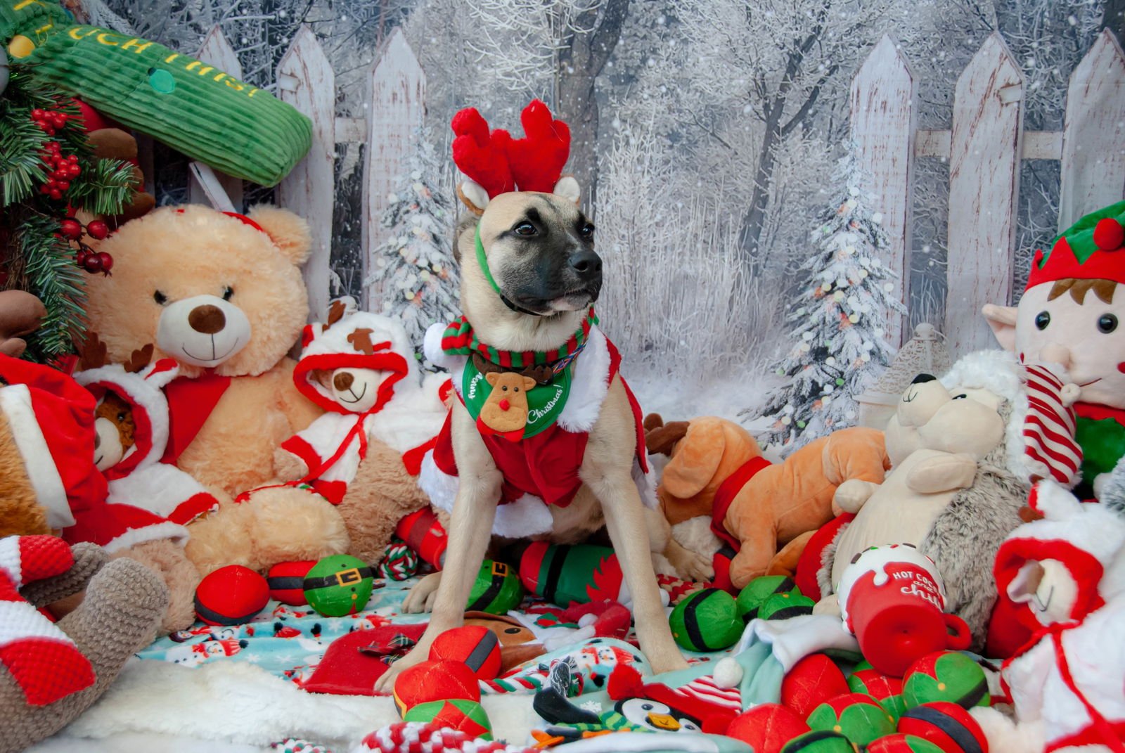 KARI - Black Mouth Cur / Carolina Dog available for adoption