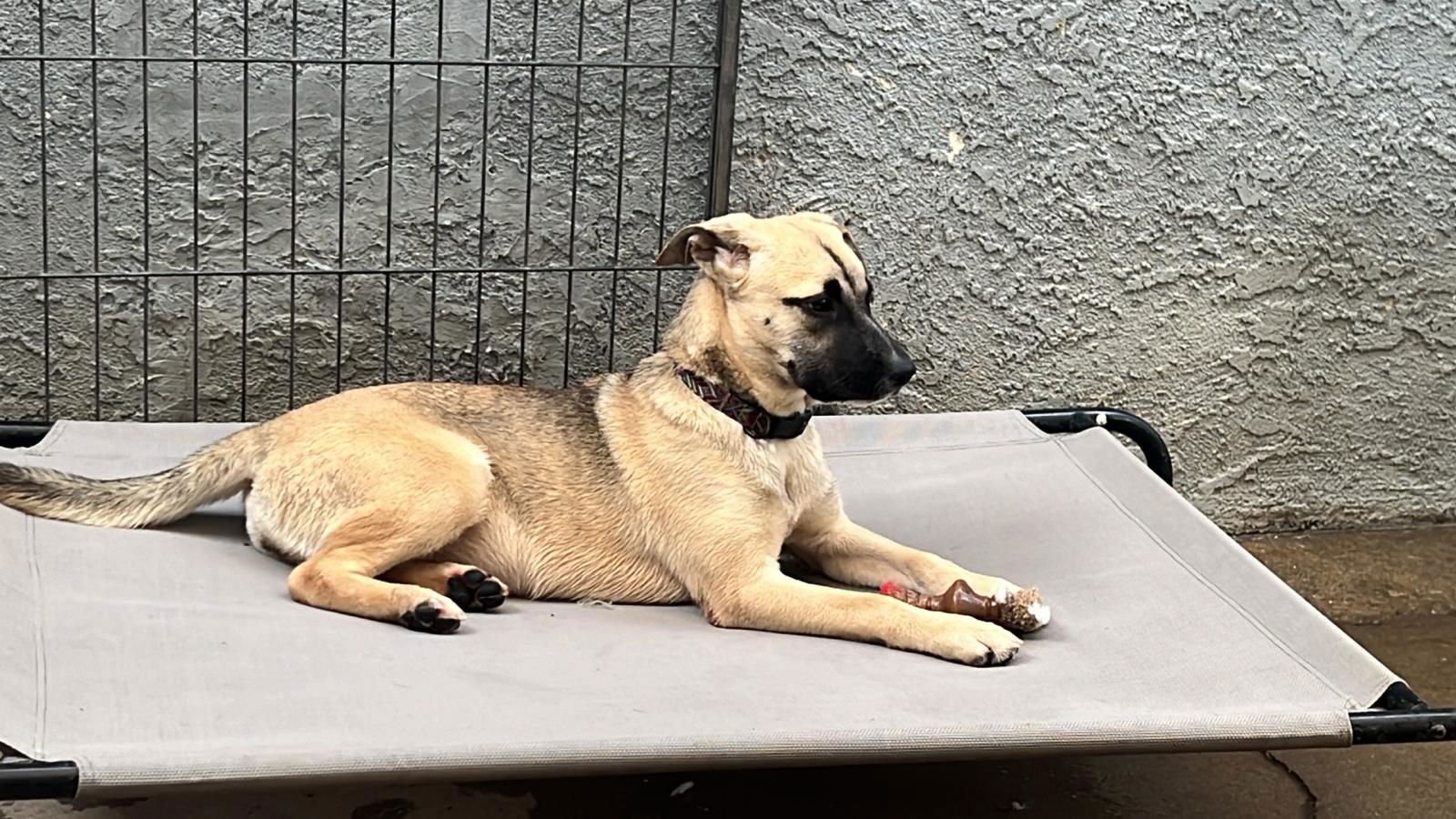 KARI - Black Mouth Cur / Carolina Dog available for adoption