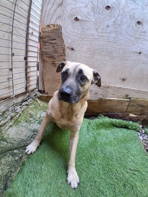 KARI - Black Mouth Cur / Carolina Dog available for adoption