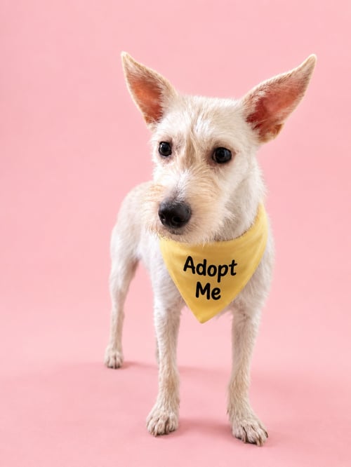 GORDA K - Miniature Schnauzer / Terrier available for adoption