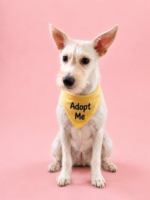 GORDA K - Miniature Schnauzer / Terrier available for adoption
