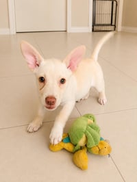 Pinky K - Photo 1