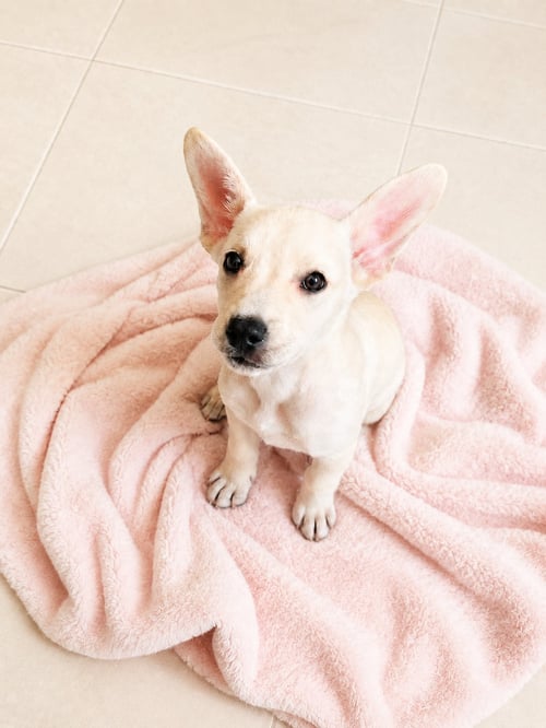 PINKY K - Terrier available for adoption