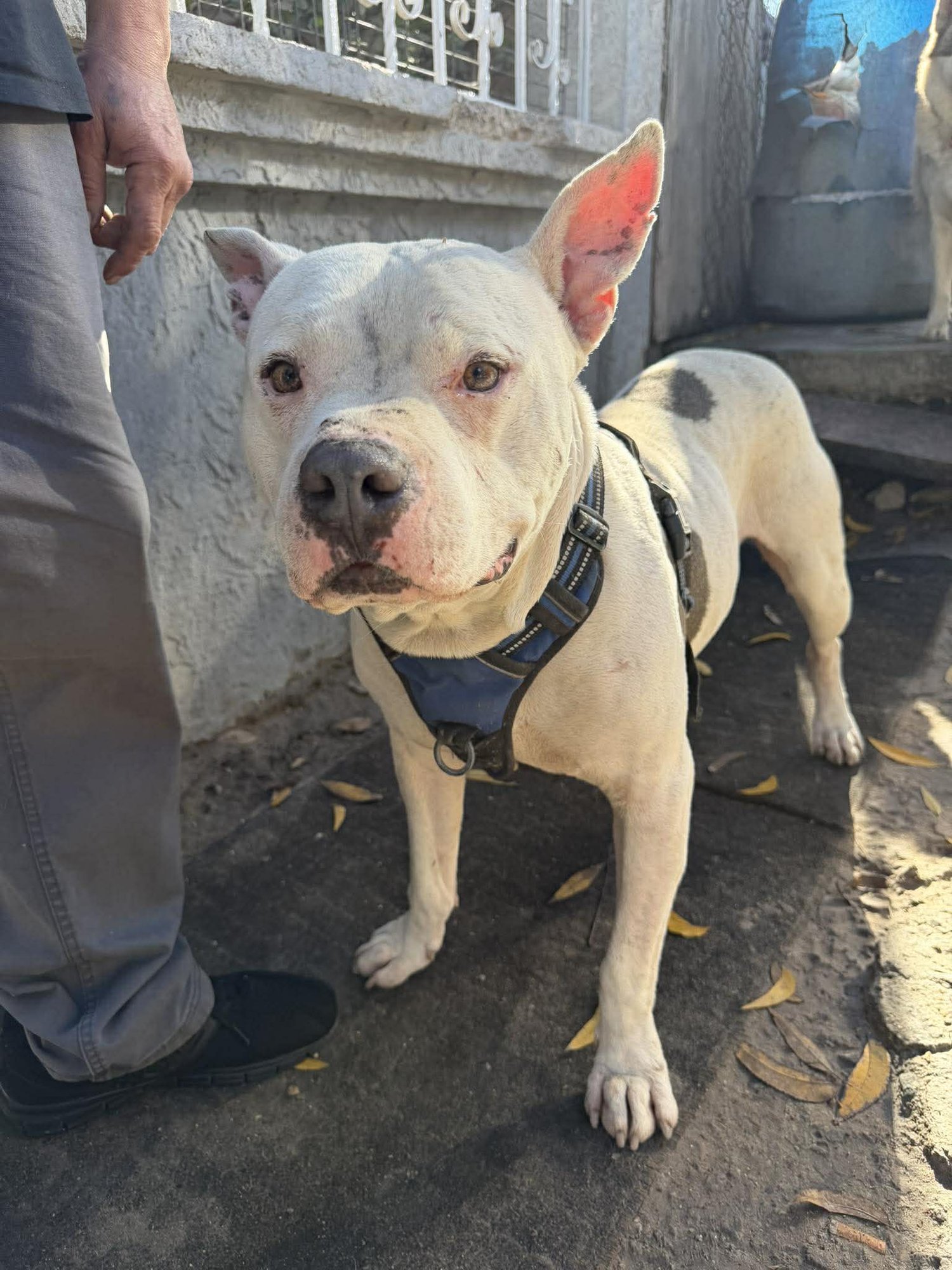 JUNIOR - Pit Bull Terrier available for adoption