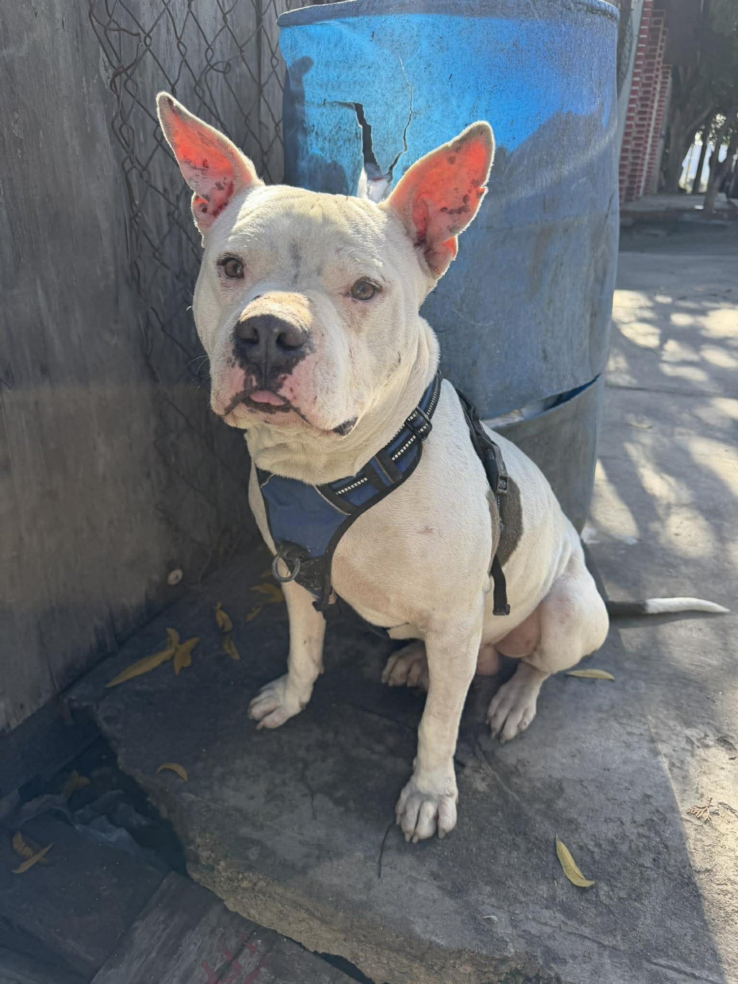 JUNIOR - Pit Bull Terrier available for adoption