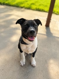 Travis - Photo 2