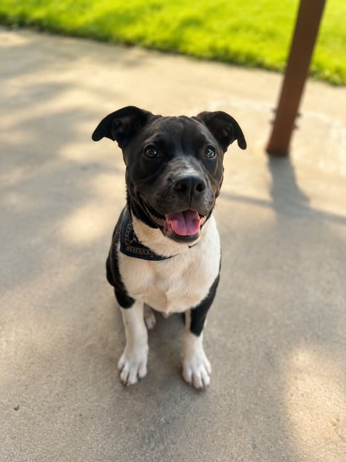 TRAVIS - Pit Bull Terrier / Australian Kelpie available for adoption