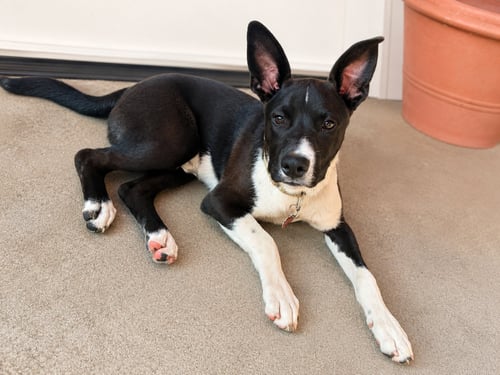 TRAVIS - Pit Bull Terrier / Australian Kelpie available for adoption