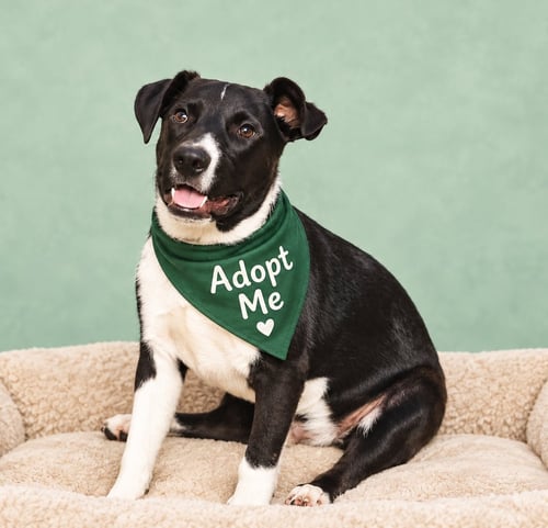 TRAVIS - Border Collie / Terrier available for adoption